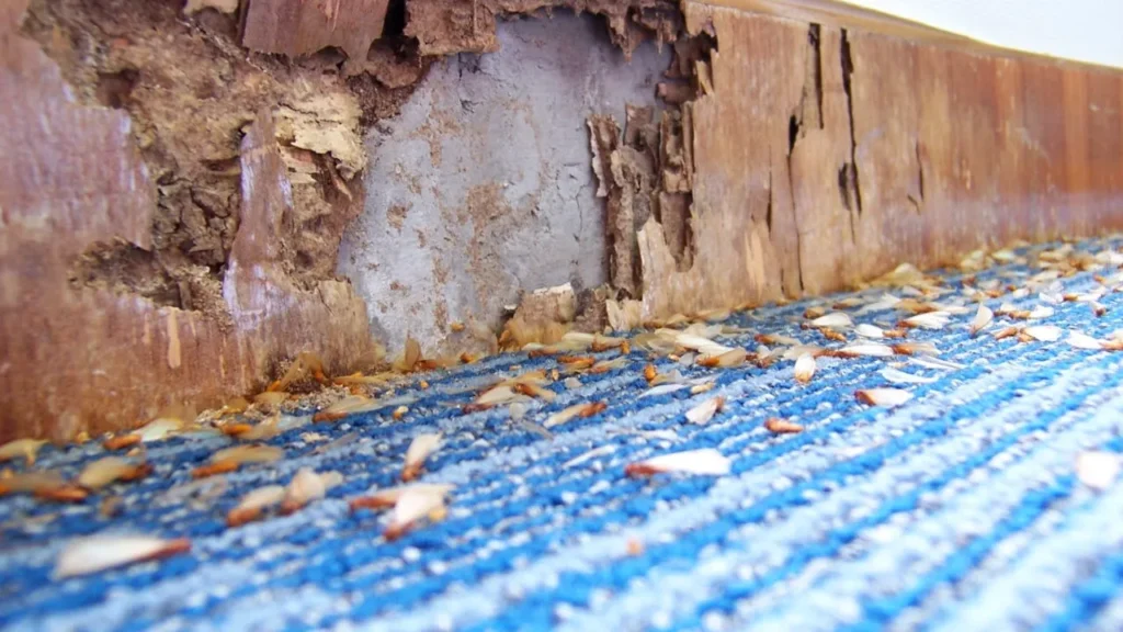 How Long Does It Take for Termites to Inflict Significant Damage To Your Homes or Buildings-prolific inspection