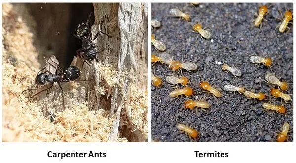 Termites vs. Carpenter Bees