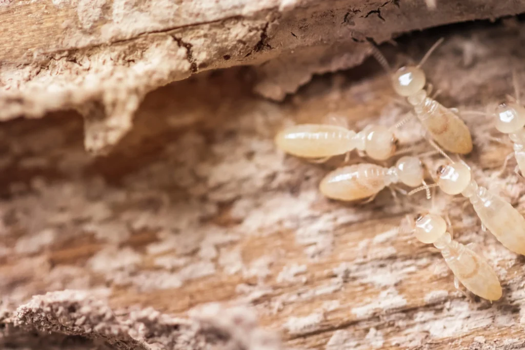 Why Subterranean Termites Are a Hidden Threat to Your Home in Pleasanton, CA