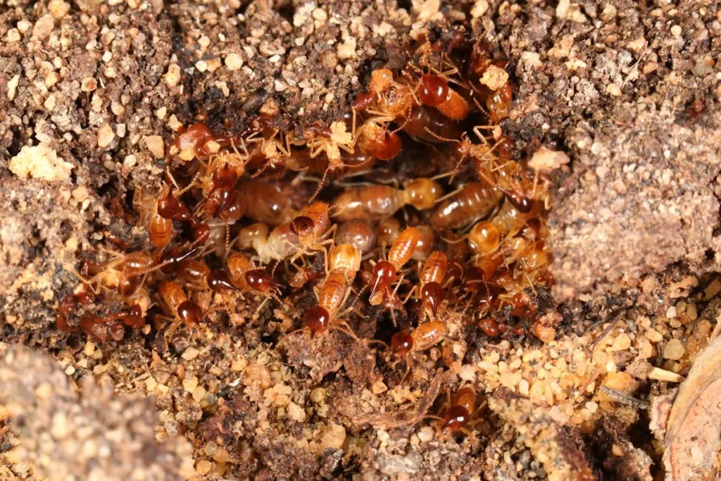 Why Subterranean Termites Are a Hidden Threat to Your Home in Pleasanton, CA-prolific inspection