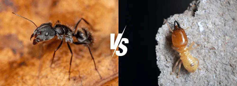 Termites vs. Carpenter Ants How to Tell the Difference