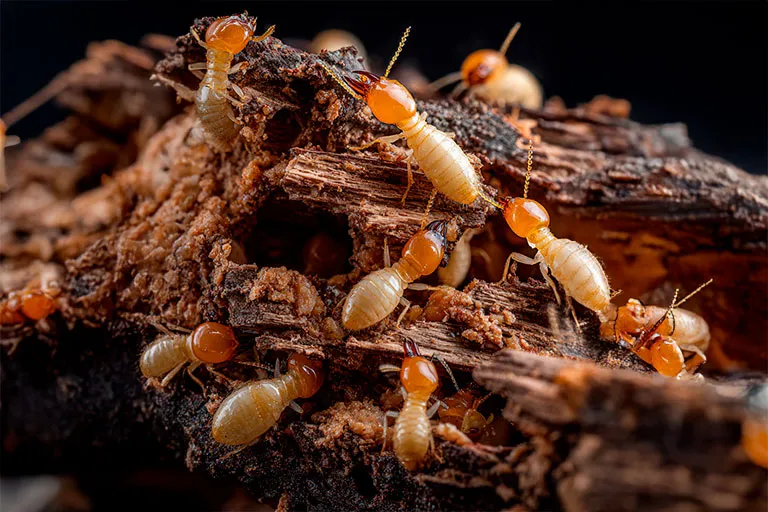 prolific-inspections-Termites