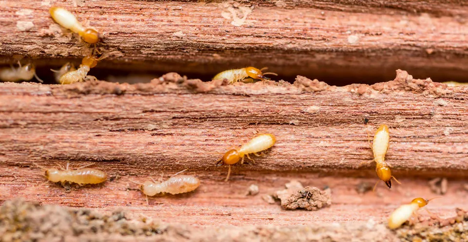 What Is an NPMA-33 Termite Inspection and Why Its Required in Danville CA Prolific Inspection1