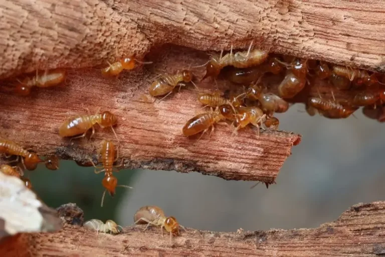Termite Inspection vs Regular Termite Inspection