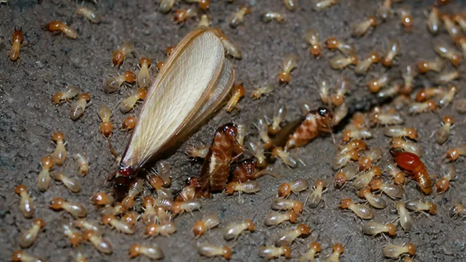 emergency termite treatment