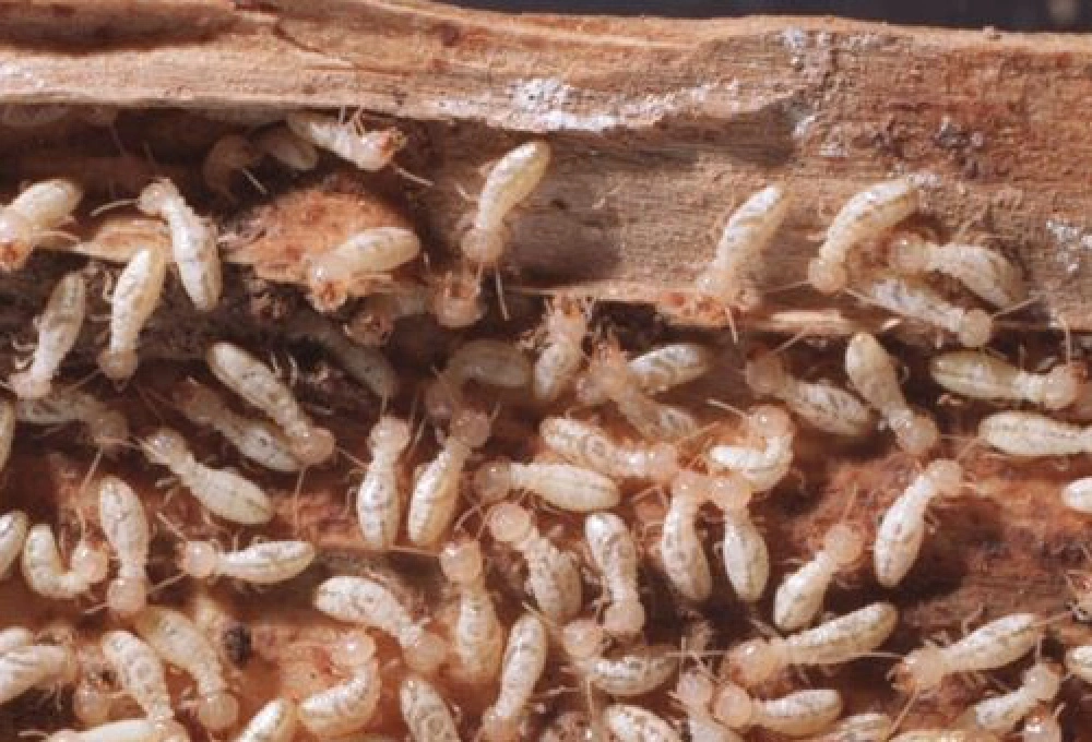 How Termite Inspection Can Protect Your Property in Danville CA