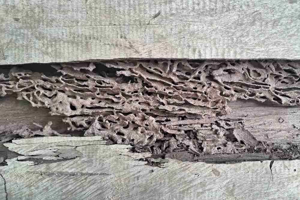 Termite Damage Reports