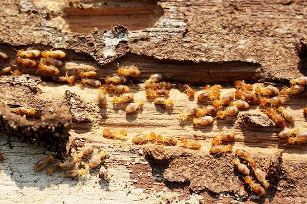 Termite Damage Reports1