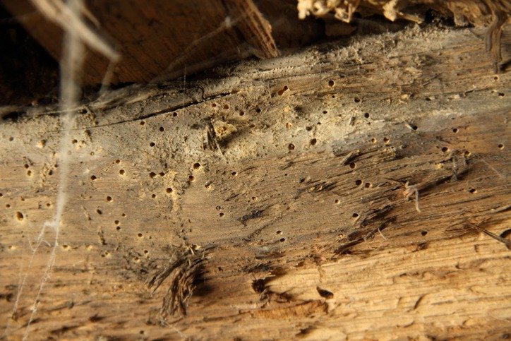 Termite Damage