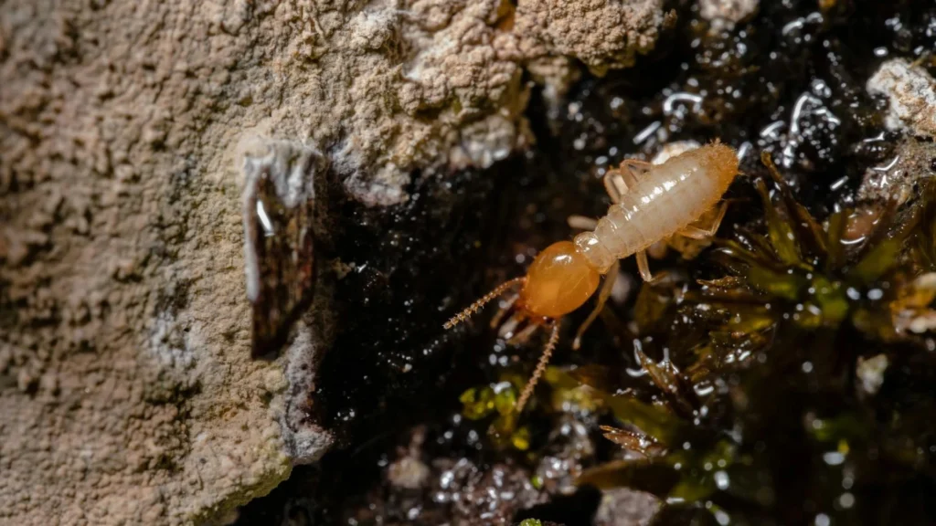 Why Hiring a Certified Termite Inspector Can Save Your Home