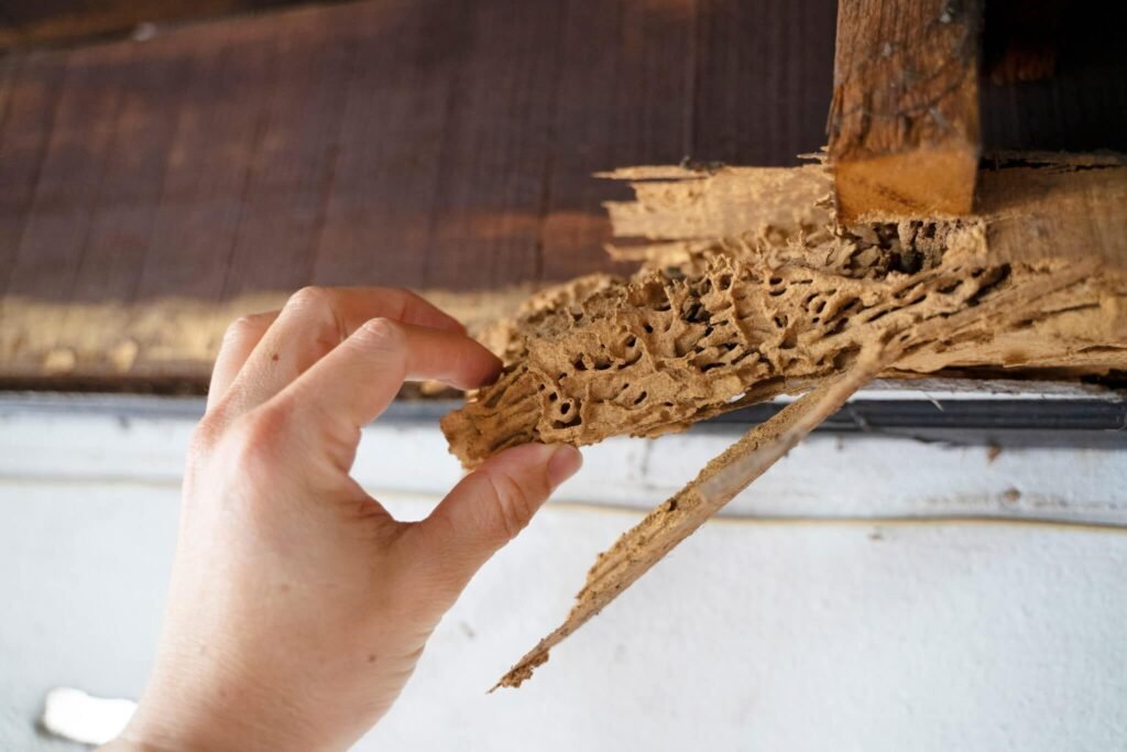 How Our Termite Repair Services Help You Avoid Bigger Costs