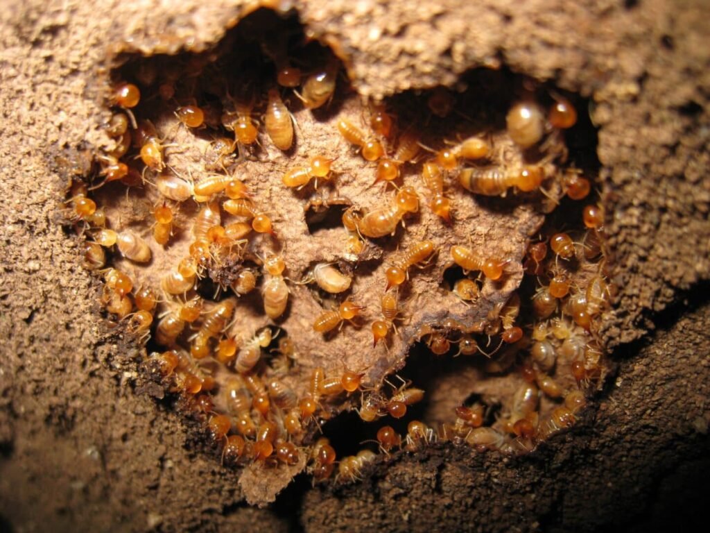 How to Know If Termites Have Returned After Treatment