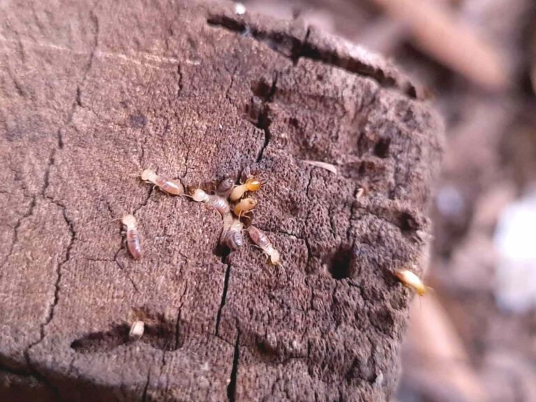 How to Stop Termites Before They Destroy Your Property