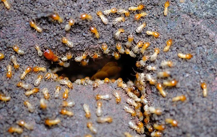 How to Stop Termites Before They-Destroy Your Property