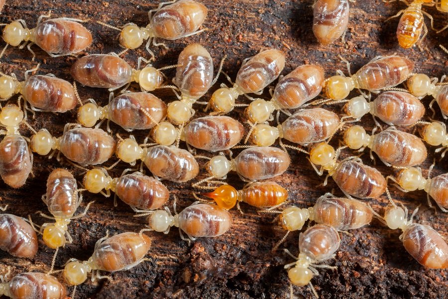 What Are the Different Types of Termite Treatments-Explained