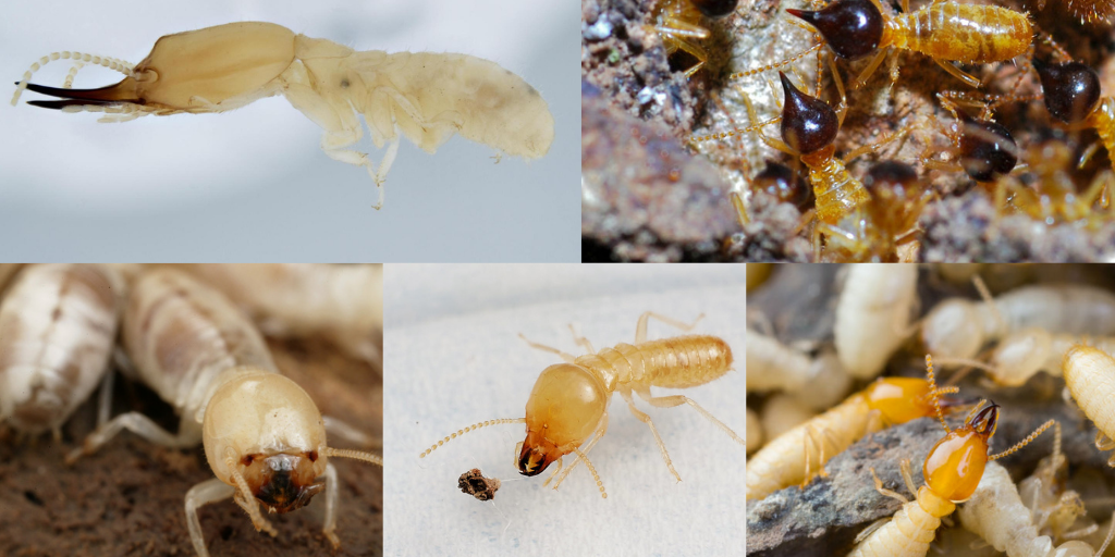 What Are the Different Types of Termite Treatments-Explained