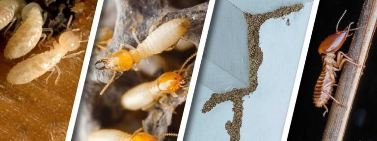 What Sets a Trusted Termite Control Company Apart from Others