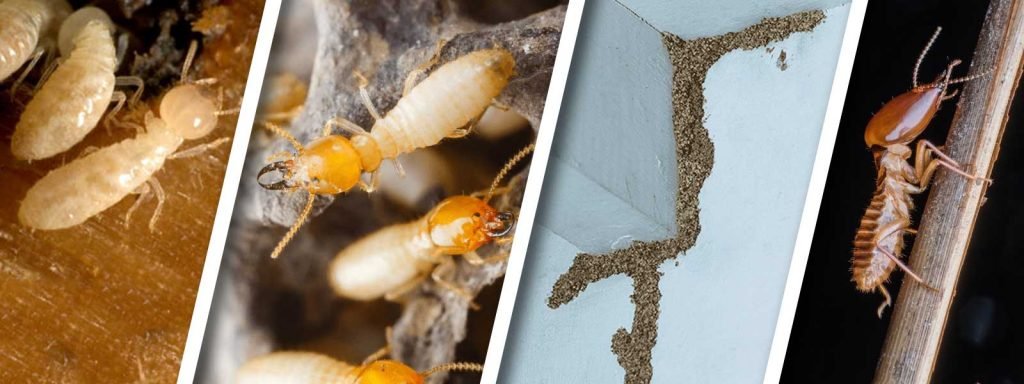 What Sets a Trusted Termite Control Company Apart from Others
