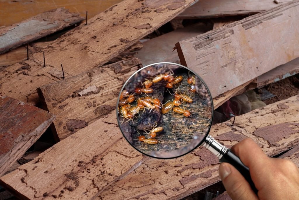 How Can Homeowners Find Termite Inspection Services in-Danville- CA