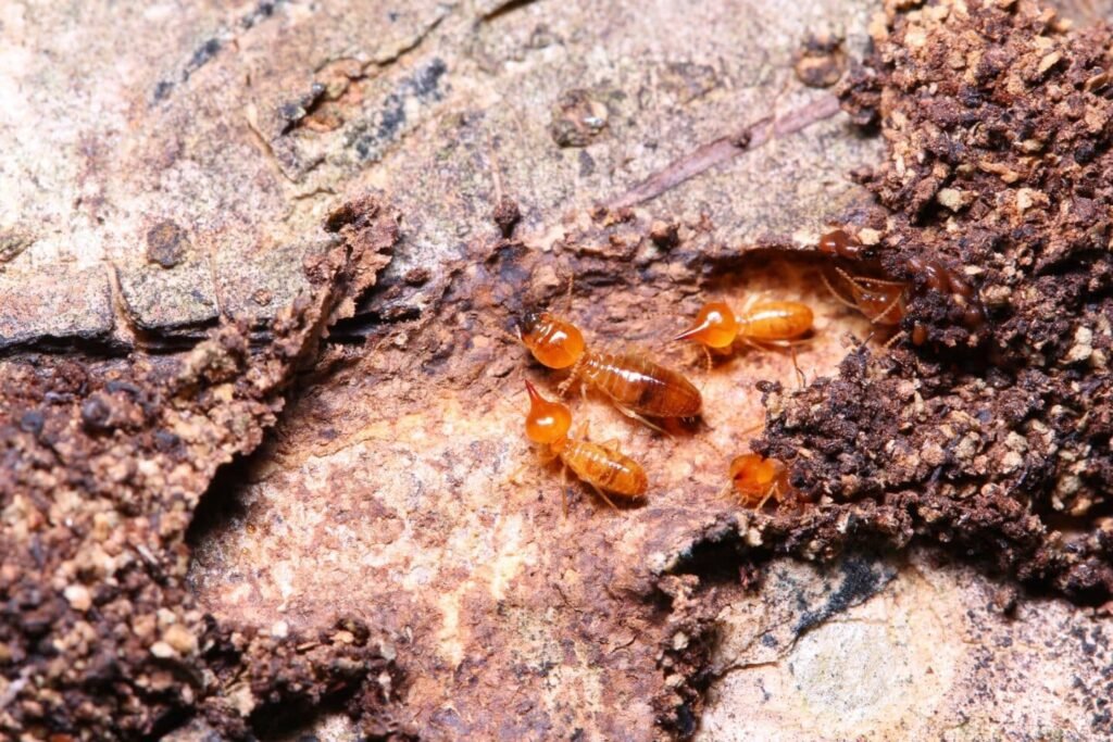 How Often Should You Get a Termite Inspection in-California