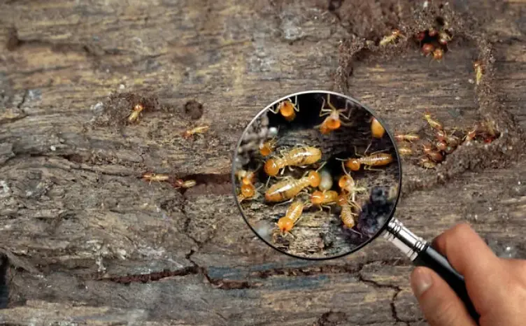 How Often Should You Get a Termite Inspection in California