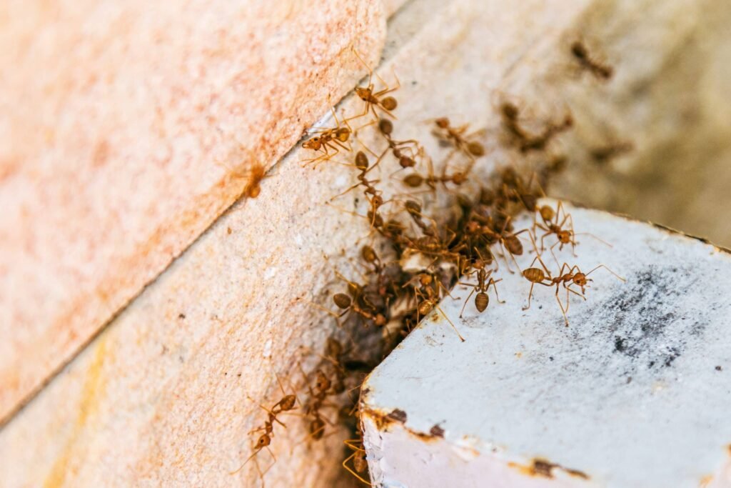 How To Control Those Aggravating Ants