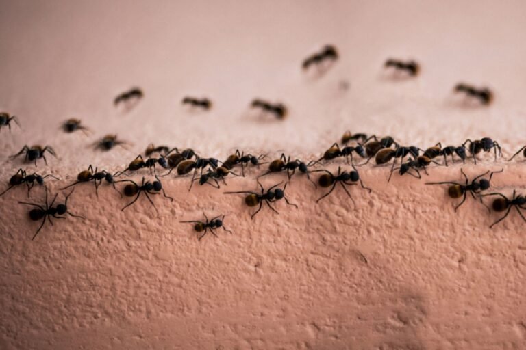 How To Control Those Aggravating-Ants