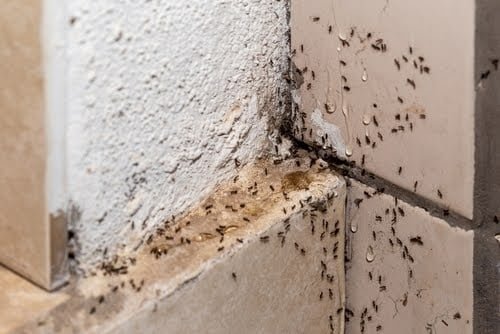 How To Tell If a Pest Problem Is Inside Your Walls