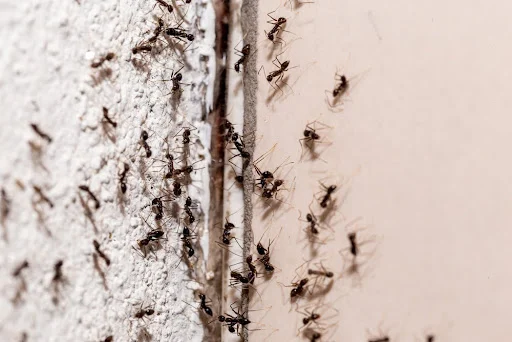 How To Tell If a Pest Problem Is Inside Your-Walls