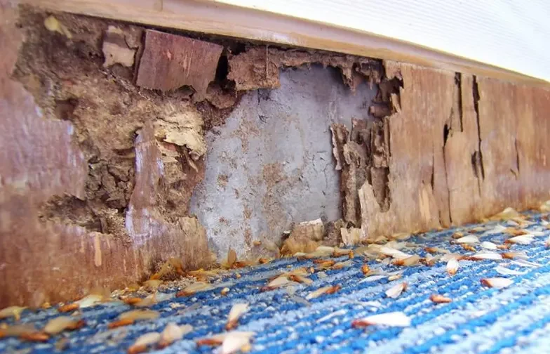What Are the Early Signs of Termite Damage in Your-Home