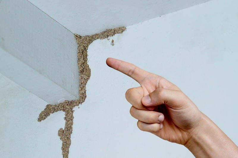 What Are the Early Signs of Termite Damage in Your Home