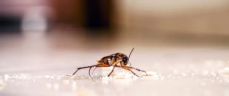 Why Am I Still Seeing Pests After a Professional Pest Control Treatment