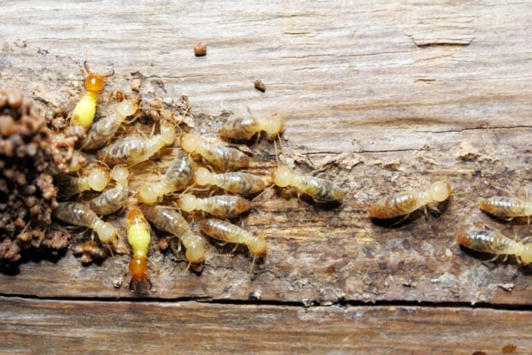 Why Every Homebuyer Needs to Understand the Importance of Home Inspection for-Termites