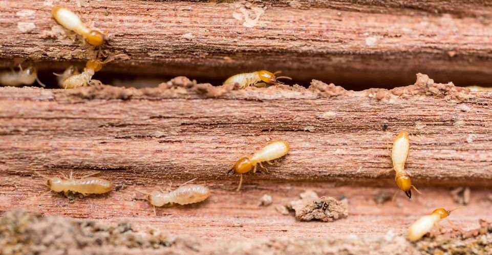 Why Every Homebuyer Needs to Understand the Importance of Home Inspection for-Termites
