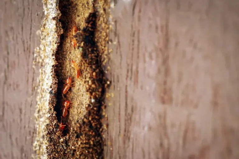 How Can Fremont Homeowners Detect Termite Damage-Early