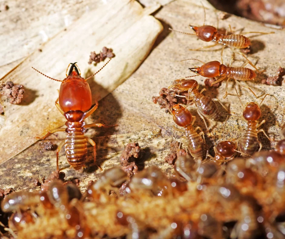 How Can Fremont Homeowners Detect Termite Damage Early