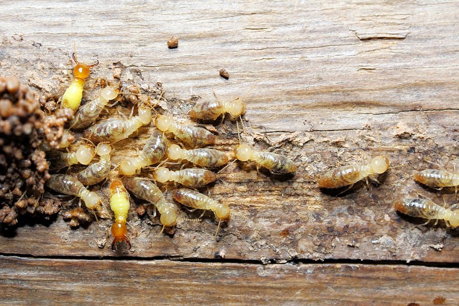 How Can a Termite Inspection Help Protect Homes in Livermore-CA