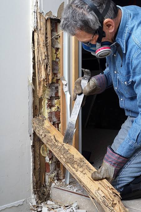 How Can a Termite Inspection Help Protect Homes in-Livermore-CA