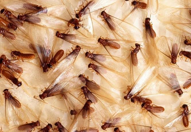 What Are the Common Termite Problems Found in Pleasanton-CA-Homes