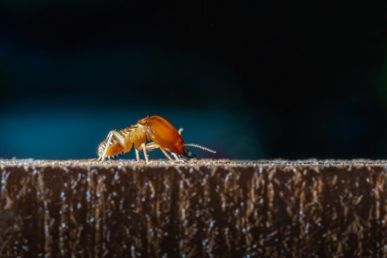 San Jose Homeowners Guide to Termite Damage and Termite Control