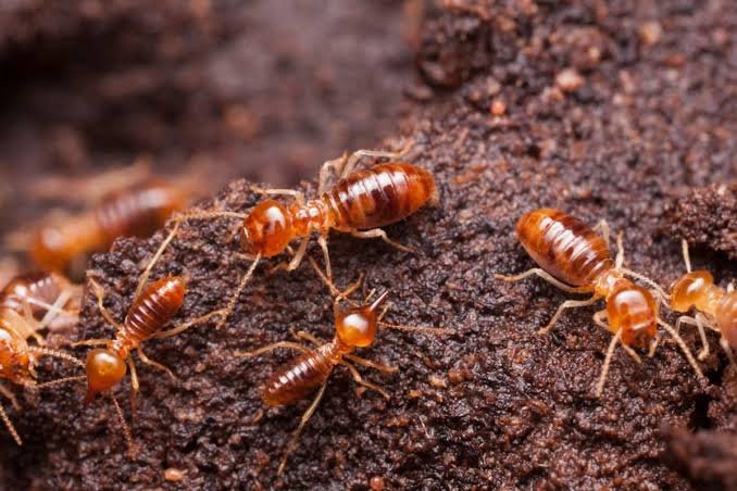 What Should San Jose Homeowners Know About-Termite-Inspections