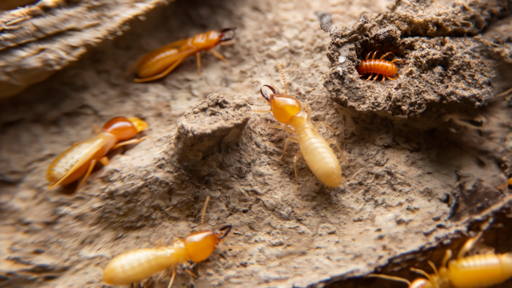 What Should You Know About Termite Control in-Dublin-CA