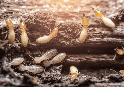 Termite-Control.jpg