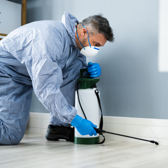 Termite Inspections24
